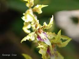 The flowers in this slideshow display orchids that originated from central america and south america. Orchids At San Jorge Eco Lodges Botanical Reserves