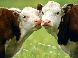 3 putera raja dan lembu putih. Mengapa Bermimpi Seekor Lembu Dalam Mimpi Kepada Seorang Wanita Nilai Seekor Lembu Dalam Mimpi Impian Lembu