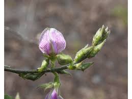 Image result for Galactia striata