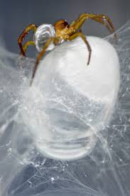 Females of the water spider argyroneta aquatica build underwater diving bell webs that they fill with air and use for digesting prey, molting, mating and raising offspring. Gallery Of Icd Itke Research Pavilion 2014 15 Icd Itke University Of Stuttgart 14