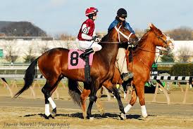 Image result for Brown 2009 Fleet