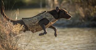 However, we also do have people come up from. The Real Difference Between American And British Labs Meateater Hunting