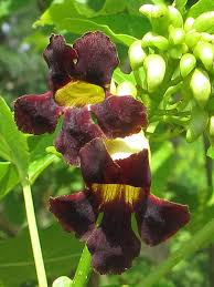 Image result for Markhamia zanzibarica