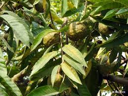 Image result for Annona reticulata