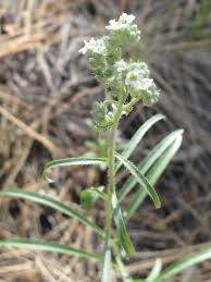 Image result for Disa cryptantha