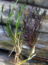 Fyt) cryptocoryne indonesii cryptocoryne lucens cryptocoryne parva cryptocoryne petchii cryptocoryne pontederiifolia cryptocoryne retrospiralis Cryptocoryne Crispatula Var Tonkinensis