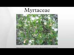 Image result for Myrtaceae