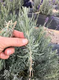 Plant the cuttings in a pot, container, or directly in the garden. How To Propagate Lavender From Cuttings A Step By Step Guide Sage Creations Organic Farm