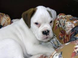 White Boxer Puppy With Brown Ear Jpg Hi Res 1080p Hd