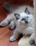 Ragdoll cat breeders - Ragdoll kittens for Sale in Ohio ...