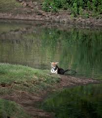 Everything About The Royal Bengal Tiger ...