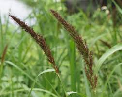 Image result for Echinochloa
