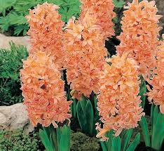 Planted as a drift, cluster, or for covering an entire garden bed, they're sure to please for weeks of colour. Hyacinthus Crocus Bulbs Plants Flowers