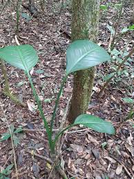La importancia de crear el "Jardín Botánico" de Corpus Christi