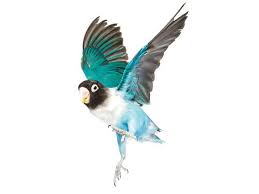 Our logo designers expert created high quality vector logo templates to choose from a catalog. The Animal Kingdom In Ultra Hi Res Creature By Andrew Zuckerman Bird Birds Painting Love Birds