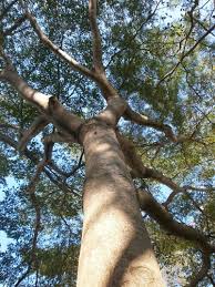 Image result for Terminalia neotaliala