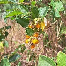 Image result for Rubus ellipticus