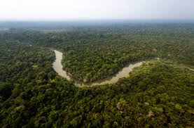 Home to around 40,000 species of plants, several thousand species of birds, more than 400 mammals, and millions of different insects, it's one of the planet's vital organs—and an adventurer's playground. The Amazon Rainforest Could Die In Your Lifetime Here S Why Discover Magazine