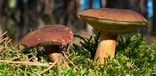 Image result for Boletus badius