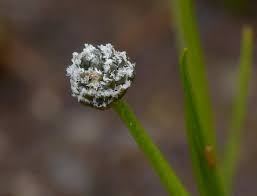 Image result for Eriocaulon inyangense