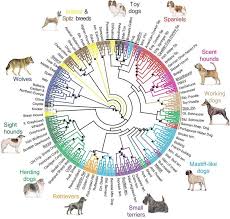 neurological disorders in dogs understanding the ordeal