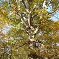 American beech