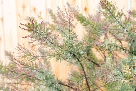 Image result for Acacia