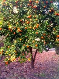 3.1 out of 5 stars 4. Satsuma Garden Trees Tangerine Tree Satsuma Tree Citrus Trees