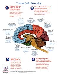 Brain Trauma Processing Chart How The Brain