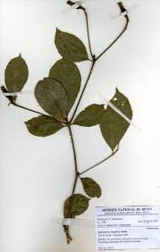 Image result for Rothmannia whitfieldii