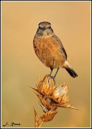 Check spelling or type a new query. Tarabilla Comun Saxicola Torquatus Photo Bird Animals
