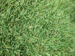 Check spelling or type a new query. Gardening 101 St Augustine Grass Gardenista