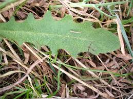 Image result for Hypochaeris