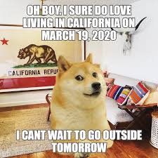 Doge digital wallpaper, memes, one animal, domestic, pets, canine. Le Statewide Lockdown Has Arrived R Dogelore Ironic Doge Memes Know Your Meme