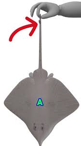 Is It Ever Ethical to Remove a Stingray's Barb?