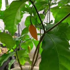 Image result for Tabernanthe