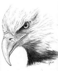 Bald Eagle Black And White Drawing Bald Eagles Bird Population Era Duju Wallpaper Blog Cizimler Kara Kalem Portre Grafik Sanati