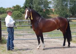 Today most of the breeds found in this country are although the argentine polo ponies are not an official breed, argentina is recognized the world over. Criollo Horse Criollo Breeding In Germany