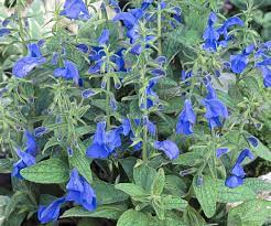 Maybe you would like to learn more about one of these? Salvia Electric Blue Salvelec Awapuni Nurseries New Zealand