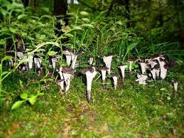 Credo che sia difficile dopo averle viste scambiarle con altri funghi comunque come al solito vi consiglio caldamente di portarle a farle controllare dal micologo della locale asl. Craterellus Cornucopioides Funghi Craterellus Cornucopioides Erboristeria