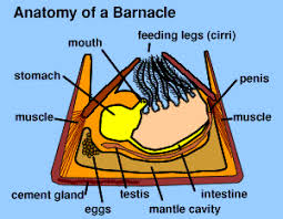 Illustration Of The Anatomy Of A Barnacle Barnacles Anatomy Lesson