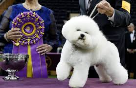 The westminster kennel club dog show in 1933. Cute Counts For A Lot At The Westminster Dog Show Wsj