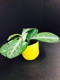 carousell 旋轉拍賣 planter pots plants planters
