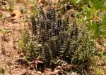 Image result for Huernia verekeri