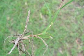 Image result for Digitaria acuminatissima