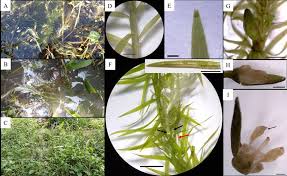 Image result for Mayacaceae