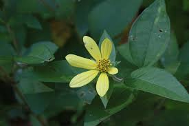 Image result for Emilia debilis