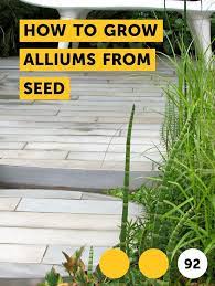 Learn How To Grow Alliums From Seed How To Guides Tips And Tricks When To Plant Vegetables Plants Growing Vegetables