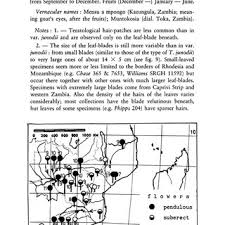 Image result for Tricalysia jasminiflora