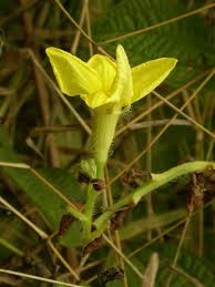 Image result for Peponium vogelii